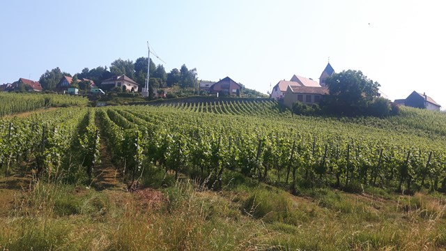 Vinstokke på markerne omkring Domaine Edouard Faller = A'vinture.dk